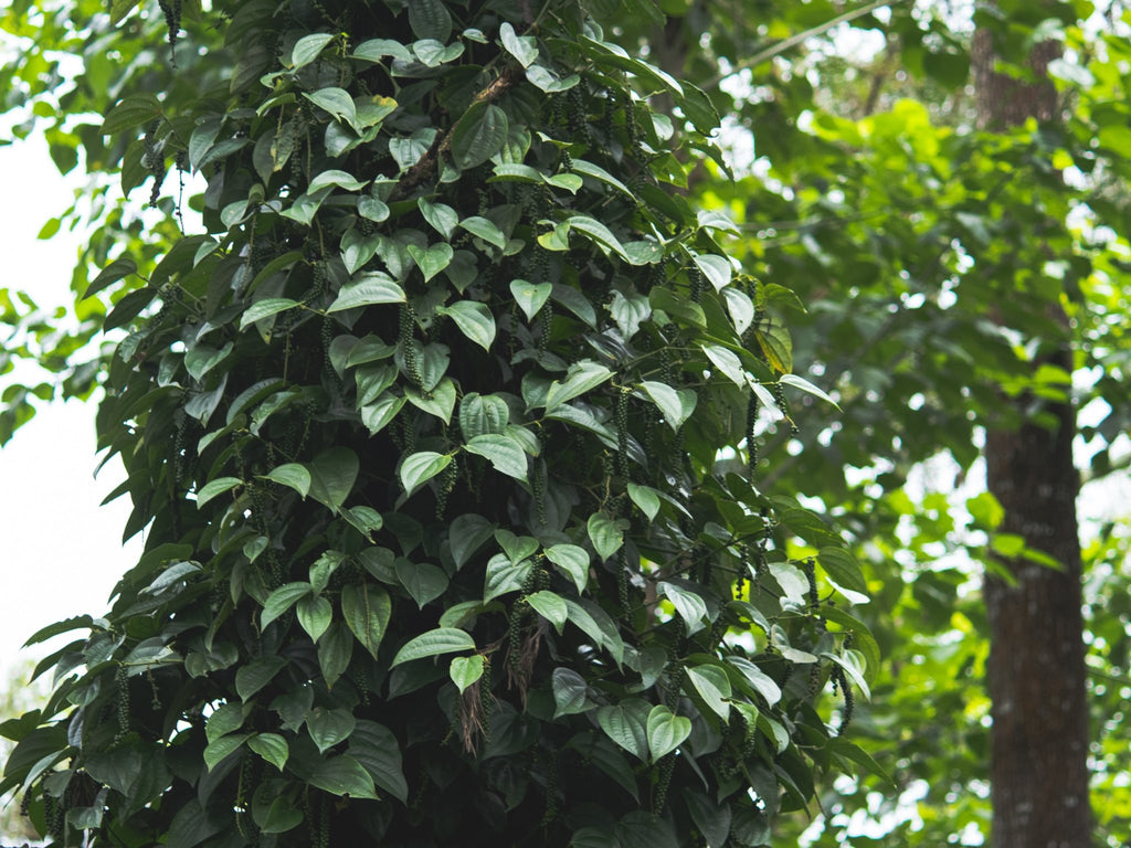Aadhya | White Pepper - AADHYA
